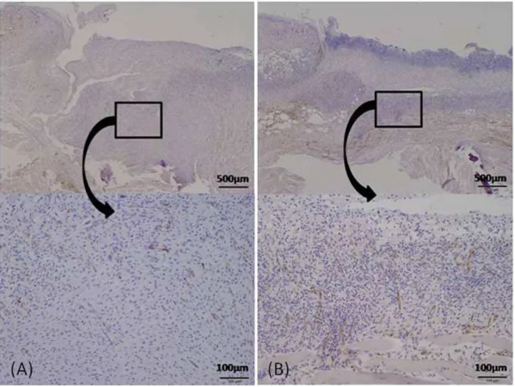 Figure 9. Histological evaluation for vasculature. Tissue preparations were obtained on day 7