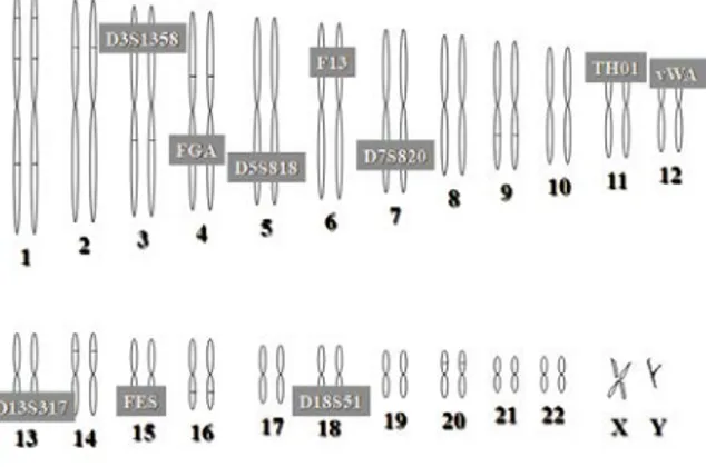 Figura 9 - Localização de marcadores genéticos. 