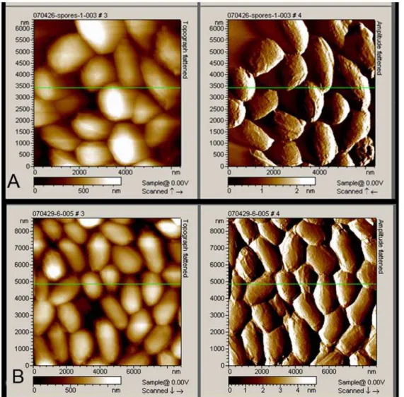 Figure 1. Images captured by AFM analysis of B. anthracis spores. Topography images (left) and amplitude images (right) of the spores were collected in tapping mode
