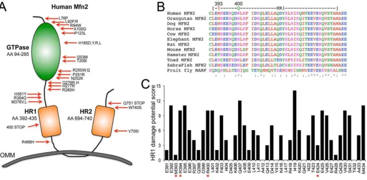 Figure 1. Characteristics of human Mfn2 mutations. (A) Schematic depiction of the locations for Mfn2 mutations linked with Charcot-Marie Tooth disease