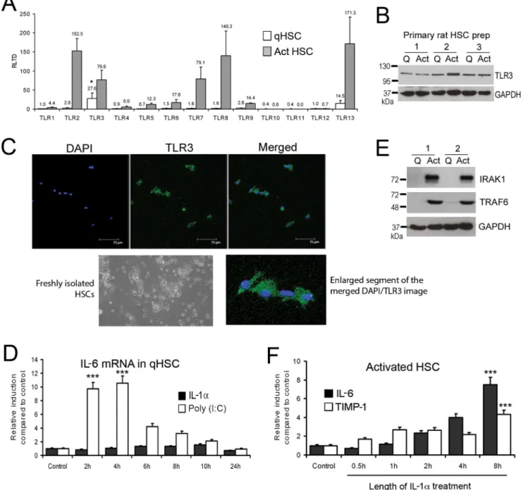 Figure 1. Quiescent and activated HSCs express Toll like receptors. (A) mRNA levels of TLR1-13 were quantified by qRT-PCR in three separate preparations of primary rat qHSCs (day 0) and day 10 transdifferentiated myofibroblasts