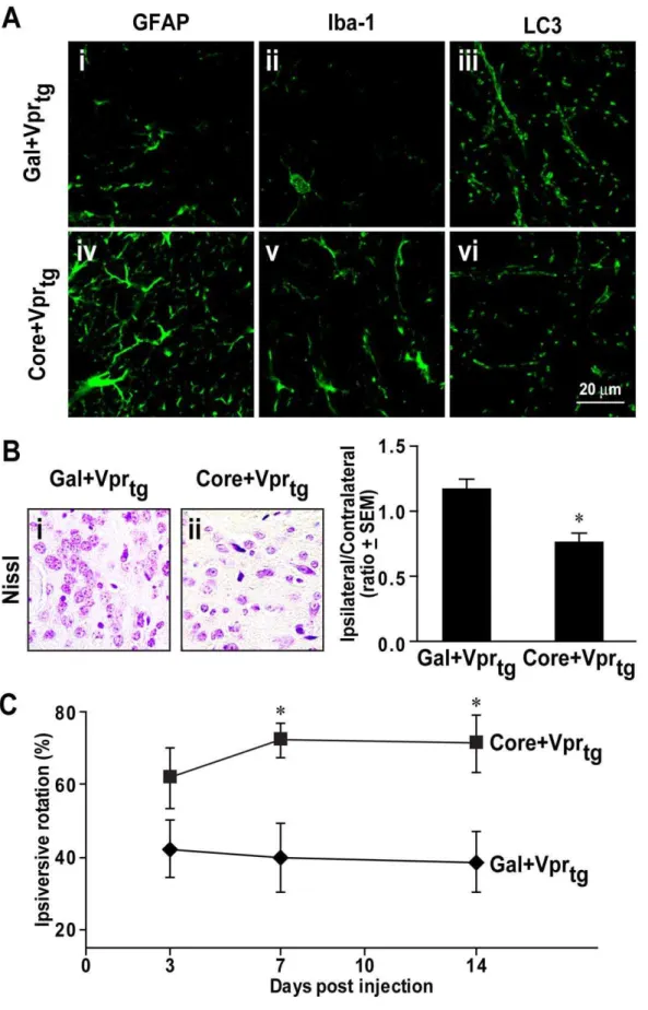 Figure 7. Implanted HCV core protein caused glial activation, neuronal loss and neurobehavioral deficits in Vpr-transgenic mice