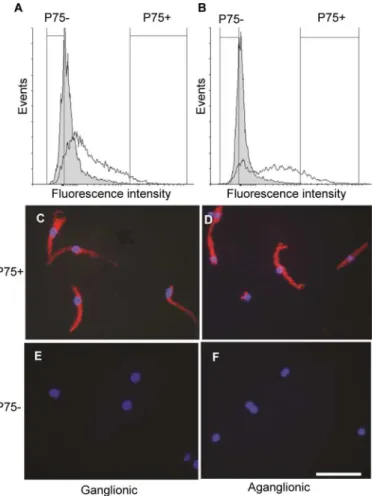 Fig 4. Expression of the pan-neuronal marker Tuj1 in cultures of freshly dissociated cells selected by FACS of p75 positive and negative cell subpopulations