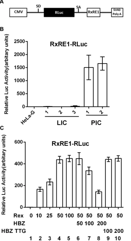 Figure 5. HBZ inhibits Rex-mediated nuclear export of intron-containing mRNAs. (A) Schematic representation of the Rex reporter construct, RxRE1-RLuc