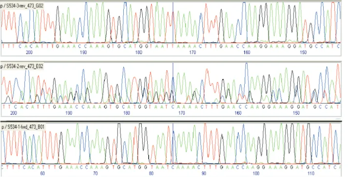 Figure 3. Example of a SNP (sequence nucleotide polymorphism) found in the sequences of polymorphic bands reamplified from polyacrylamide gels of amplified products using primer S534-R (vertical bar)