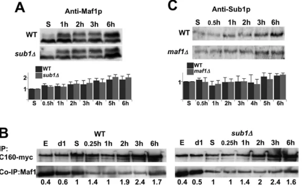 Fig. 4. The difference in reactivating Pol III transcription is not due to an excess of Sub1 or Maf1