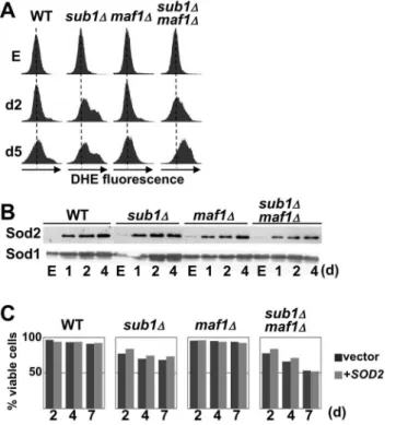 Fig. 7. Loss of Sub1 results in an increased accumulation of reactive oxygen species. (A) Reactive oxygen species (ROS) levels in the indicated strains (Set 2) grown to exponential phase (E) or at day2 and day5 were measured using the ROS-sensitive fluores