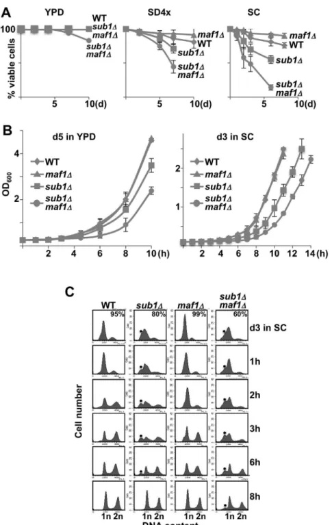 Fig. 1. Loss of Sub1 results in a premature death and a delay to exit from resting. (A) Viability of the indicated strains (all uracil prototrophs, see Materials and Methods) grown in YPD, SD4x or SC medium was determined over time by trypan blue exclusion
