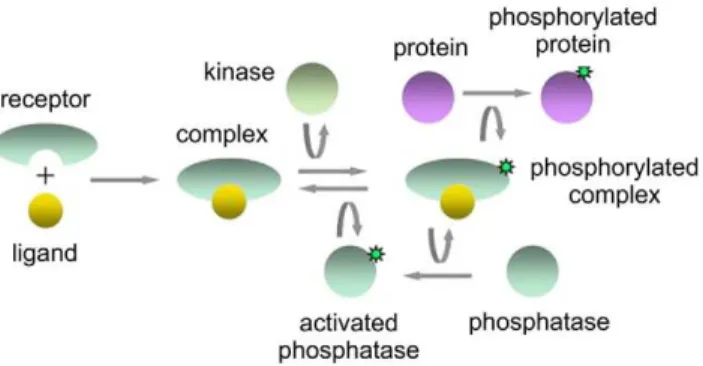 Figure 1. The objective of the signaling cascade identification challenge was to identify some of the molecular species in this diagram from single-cell flow cytometry measurements