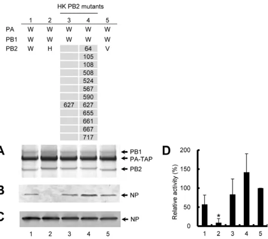 Figure 5. Accumulation of RNP reconstituted from hybrid polymerase. Hybrid RNP was reconstituted in a background of WSN (W) by replacing only PB2 subunit with the HK PB2 wild type (H) (lanes 2), HK PB2 mutants (lanes 3–4) and VN PB2 (V) (lanes 5)