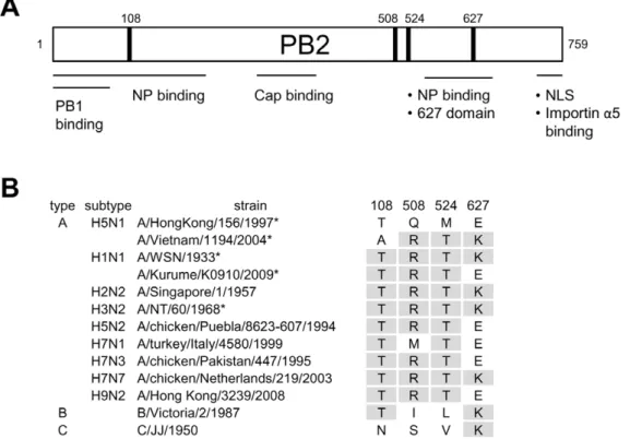 Figure 6. Alignment of PB2 subunit. (A) Functional map of PB2 subunit. (B) Alignment of amino acid residues in PB2 which are important for the accumulation of RNP