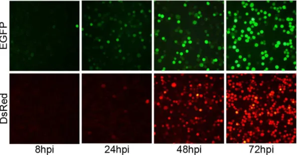 Figure 1. Time course for the expression of fluorescent proteins. Sf 9 cells were infected with recombinant Ac MNPVs carrying fluorescent marker genes at 2 MOI