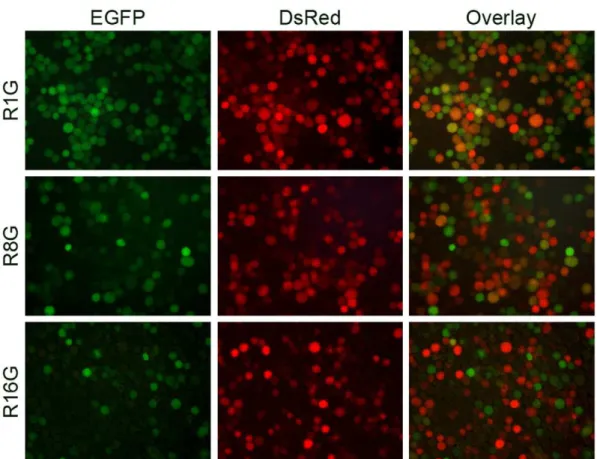 Figure 8. Flow cytometry analysis of Sf 9 cells re-infected with homologous baculoviruses