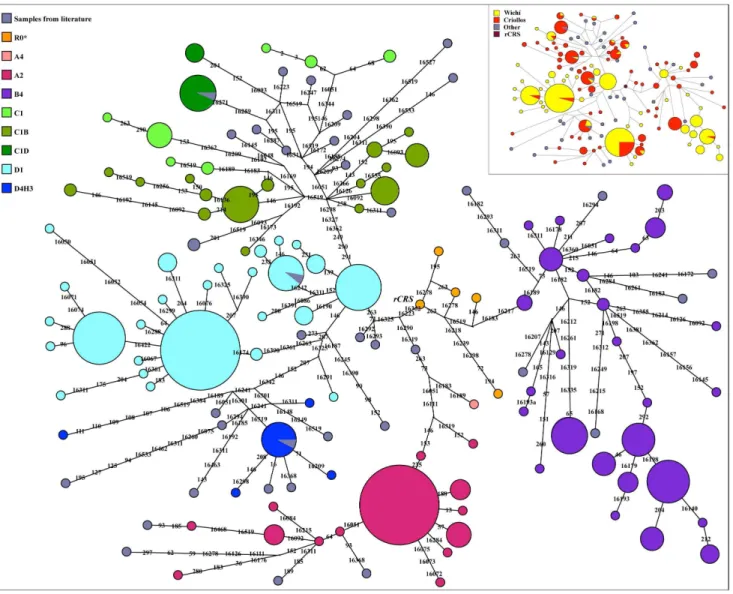 Figure 11. Median Joining Networks showing the mtDNA variability among the samples and, in little, the relationships among all Wichı´ and Criollos mitochondrial haplotypes