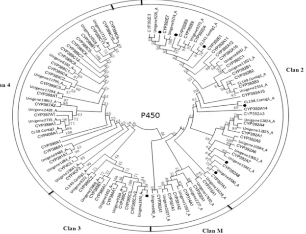 Table 4. Difference in the number of genes in different P450 families between the CSM transcriptome and genomes of other species.