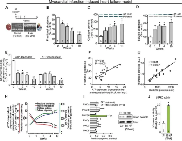 Figure 1. Protein quality control disruption and PKCbII activation during progression of heart failure in a post-myocardial infarction (MI) model of HF in rats