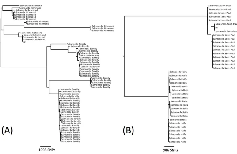 Figure 3 Phylogenetic relationship within two sequence types containing multiple serotypes
