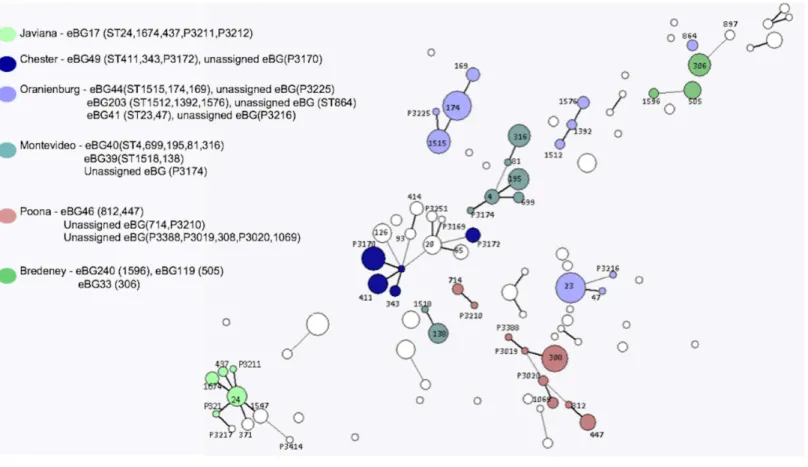 Figure 4 Salmonella lineage 3 population structure. Serovars in lineage 3 mainly consist of multiple eBGs and are polyphyletic by nature.