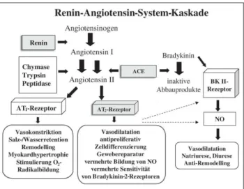 Abbildung 1: Die Renin-Angiotensin-System-Übersicht: Angiotensin II und seine verschiedenen Einflüsse vermittelt über den AT 1 - und AT 2 -Rezeptor (mod