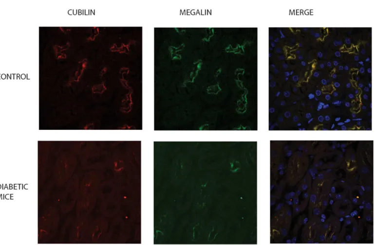 Fig 10. Megalin and cubilin expression is downregulated in diabetic mice kidney. In order to confirm decreased expression of megalin and cubilin in kidneys of diabetic mice, immunofluorescence staining was performed