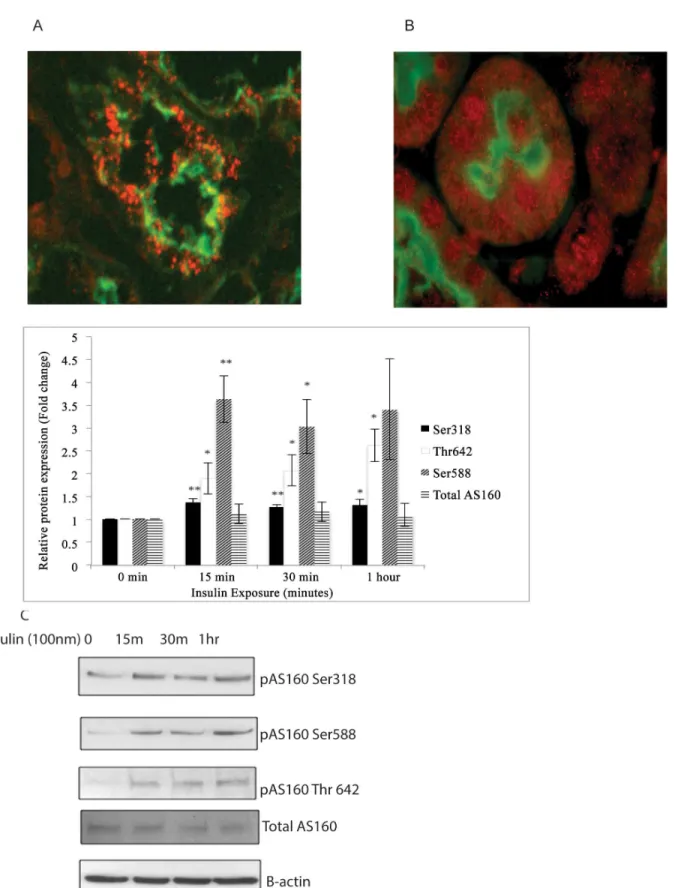 Fig 4. Insulin treatment results in upregulation of Akt phosphorylation sites of AS160