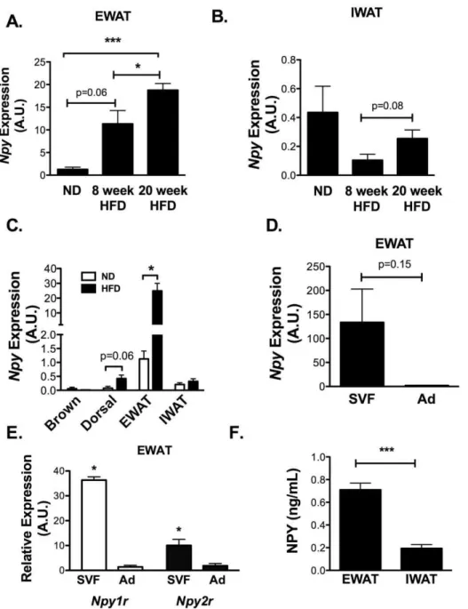 Figure 1. Npy induction within visceral fat and SVF with diet-induced obesity. Npy gene expression by quantitative RT-PCR in (A) epididymal fat (EWAT) and (B) inguinal fat depots (IWAT) of normal diet (ND), 8 week high fat diet (HFD), and 20 week HFD C57Bl