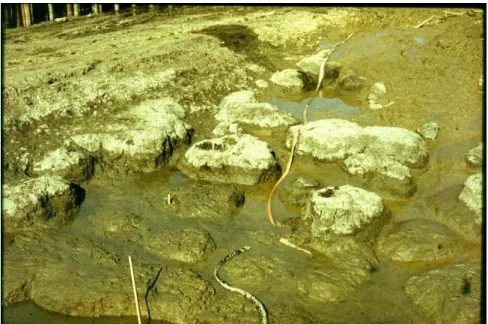 Figure 1. Dispersive soil after the flood in 1980  1.1. Origin, factors of emergence 