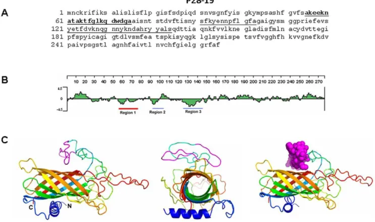 Figure 1. Amino acid sequence of P28-19. (A) P28-19 peptides corresponding to the underlined predicted hydrophilic sequence were synthesized.