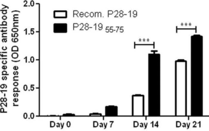 Figure 3. P28-19 55-75 peptide reacted with E. muris antibody.