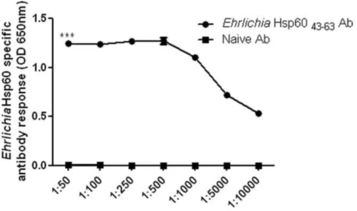 Figure 6. Detection of E. muris by fluorescence microscopy. (A) Antibodies produced against peptide P28-19 55–75 detected E