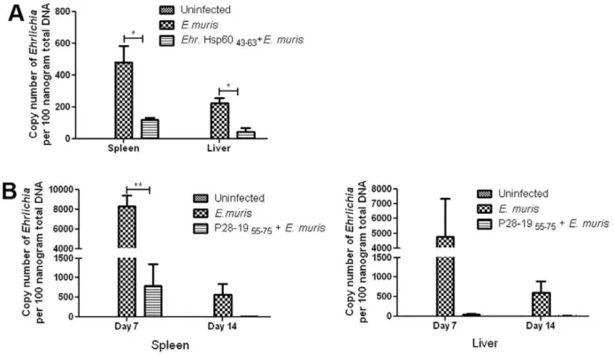 Figure 8. Protection induced by Ehrlichia Hsp60 43–63 and P28-19 55–75 peptides was associated with induction of Ehrlichia - specific IgG antibody