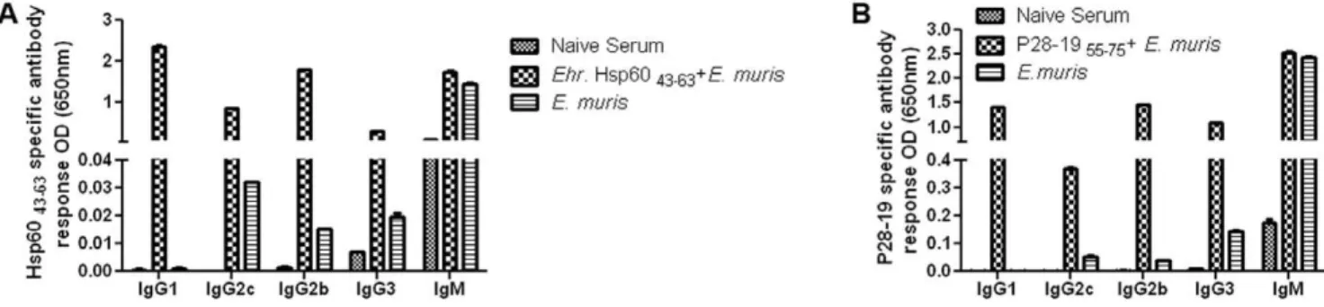 Figure 9. Antibody isotypes in mice immunized with Ehrlichia Hsp60 43–63 and P28-19 55–75 peptides