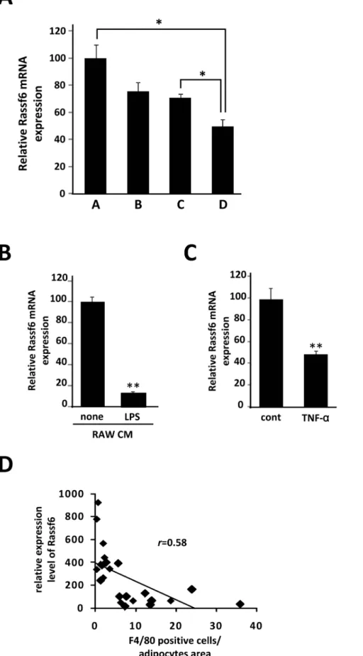Figure 5. RASSF6 mRNA expression in adipocytes is affected in the presence of macrophages