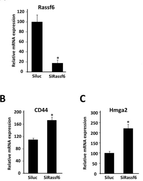 Figure 6. Effects of RASSF6 siRNA on gene expression in 3T3-L1 adipocytes. A–C, 3T3-L1 adipocytes were treated with MDI and differentiated into mature adipocytes as described under ‘‘Materials and Methods’’
