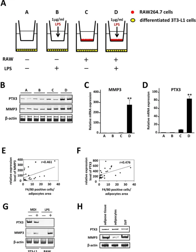 Figure 3. PTX3 and MMP3 expression in adipocytes is affected in the presence of activated macrophages