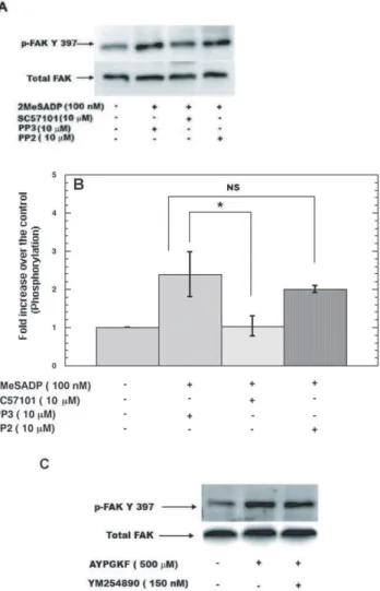 Figure 3. Focal Adhesion Kinase is activated downstream of integrins and G 12/13 pathways