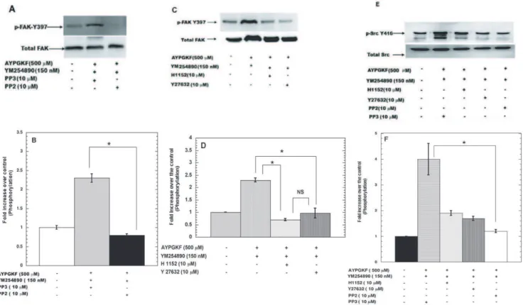 Figure 4. Signaling pathways regulating FAK activation downstream of G 12/13 pathways