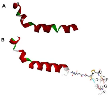 Figure 6. Modeling of the structures of the composed peptides by DS|Built homology model