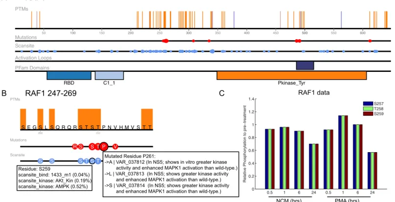 Fig 4. Predicting effect of RAF1 mutations. (A) Full length RAF1 from ProteomeScout [16] with PTM annotations, domains, mutations from dbSNP, and Scansite predictions