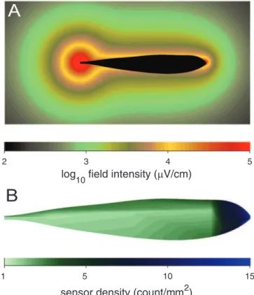 Figure 1. Spatial Distributions in the Active Electrosensory System of A.