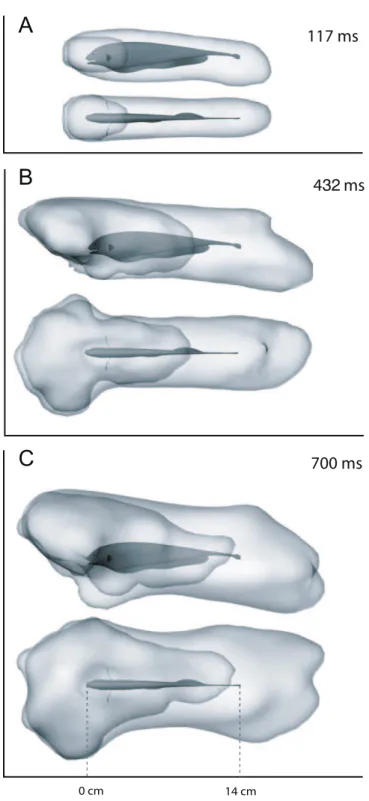 Figure 7. The Measured Stopping Motor Volume for A. albifrons (Blue) and the Computed D
