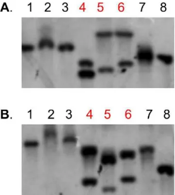 Figure 3. Expression Study Results for the Ba¨llchen and Hun gene