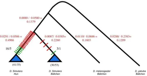 Figure 4. Gene Tree for D. simulans Hun and D. simulans, D. melanogaster, and D. yakuba’s Ba¨llchen