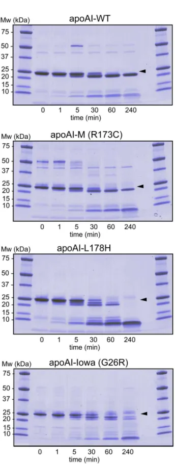 Figure 2. Limited proteolysis of apoA-I proteins to assay for structure accessibility