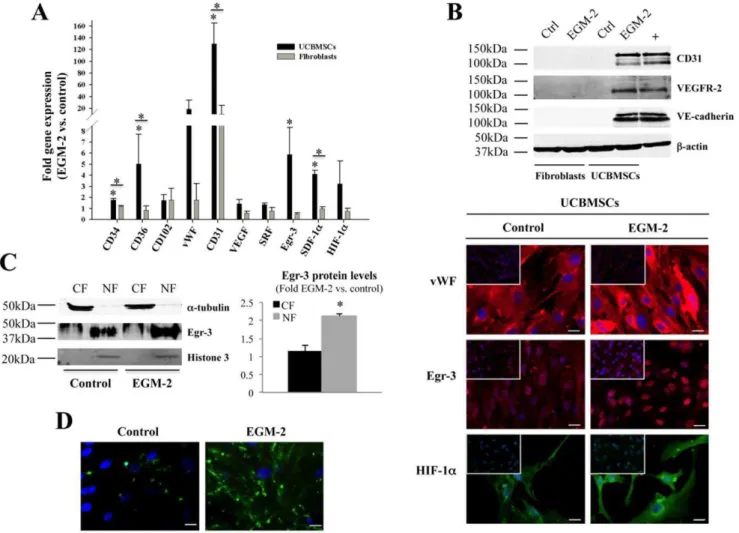 Figure 1. EGM-2 induces new phenotypic and functional properties in UCBMSCs. A) Comparative gene expression analysis of both UCBMSCs and fibroblasts expanded in control and EGM-2