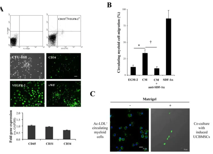 Figure 3. Activation of circulating myeloid cells by induced UCBMSCs. A) Characterization of myeloid (CD45 + ) cells derived from human peripheral venous blood and their progeny in cell culture