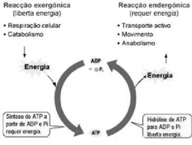 Figura 1 – Ciclo energético. [4]