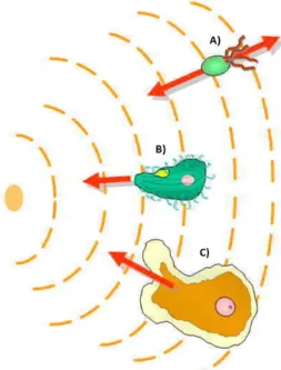 Figura 5 – Representação do movimento: A) das bactérias; B) e C) das células eucarion- eucarion-tes [11]