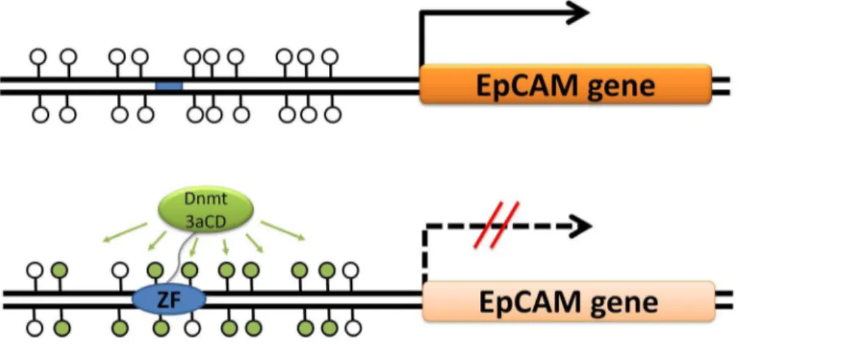 Figure 2. Genome context of the EpCAM gene (indicated by a blue bar) on chromosome 2 p21