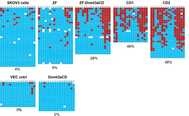 Figure 3. Examples of the results of the DNA methylation analysis of the EpCAM gene promoter in SKOV3 cells